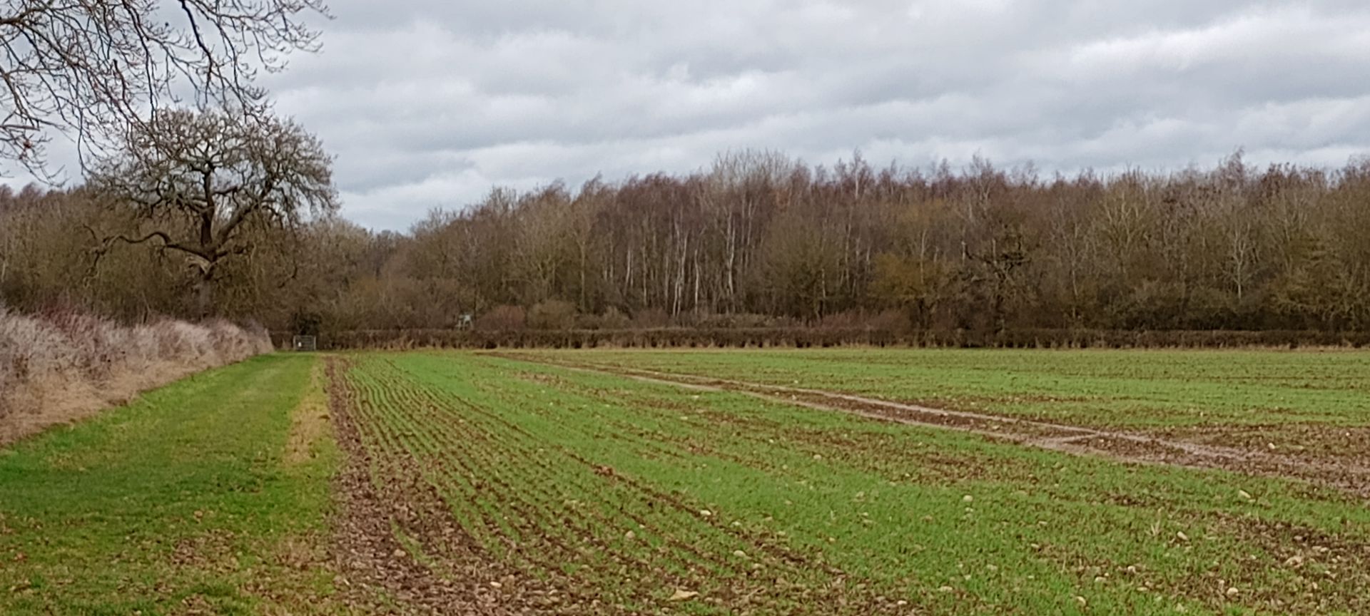 Little Linford Wood